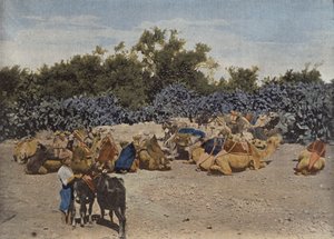 ऊंट आराम कर रहा है द्वारा यूरोपीय फोटोग्राफर